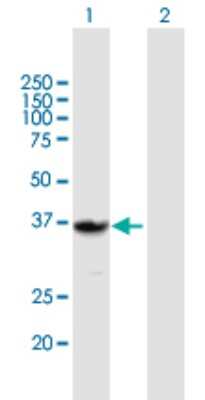 Western Blot: QPRT Antibody [H00023475-B02P] - Analysis of QPRT expression in transfected 293T cell line by QPRT polyclonal antibody.  Lane 1: QPRT transfected lysate(32.67 KDa). Lane 2: Non-transfected lysate.