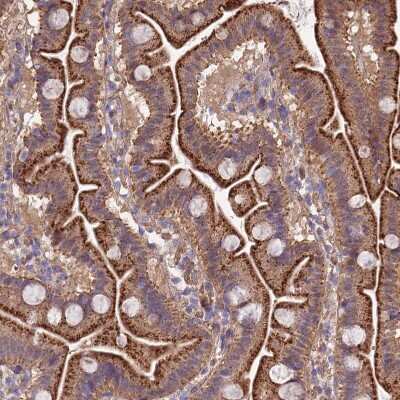 Immunohistochemistry-Paraffin QRFP Antibody - BSA Free