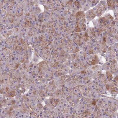 Immunohistochemistry-Paraffin QRFP Antibody - BSA Free