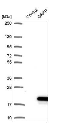 Western Blot QRFP Antibody - BSA Free