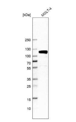 Western Blot QRICH1 Antibody - BSA Free
