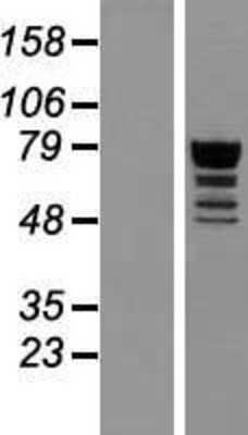 Western Blot: QRICH1 Overexpression Lysate (Adult Normal) [NBP2-04673] Left-Empty vector transfected control cell lysate (HEK293 cell lysate); Right -Over-expression Lysate for QRICH1.