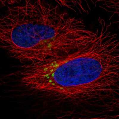 Immunocytochemistry/Immunofluorescence: QSOX2 Antibody [NBP2-55031] - Staining of human cell line HeLa shows localization to nucleoplasm & the Golgi apparatus.