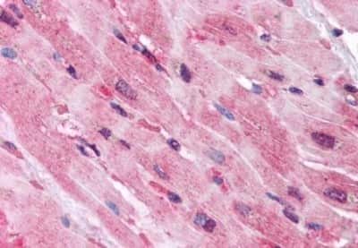 Immunohistochemistry-Paraffin QSOX2 Antibody - BSA Free