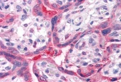 Immunohistochemistry-Paraffin QSOX2 Antibody - BSA Free
