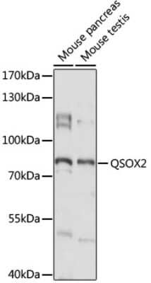 Western Blot: QSOX2 Antibody [NBP2-94591] - Analysis of extracts of various cell lines, using QSOX2 at 1:1000 dilution. Secondary antibody: HRP Goat Anti-Rabbit IgG (H+L) at 1:10000 dilution. Lysates/proteins: 25ug per lane. Blocking buffer: 3% nonfat dry milk in TBST. Detection: ECL Basic Kit . Exposure time: 10s.