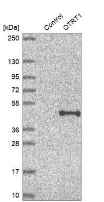 Western Blot: QTRT1 Antibody [NBP2-47317] - Analysis in control (vector only transfected HEK293T lysate) and QTRT1 over-expression lysate (Co-expressed with a C-terminal myc-DDK tag (3.1 kDa) in mammalian HEK293T cells).