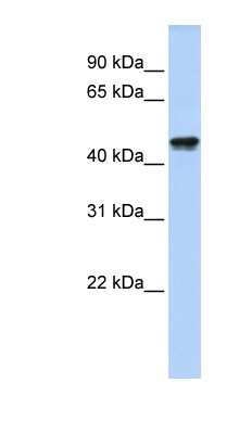 Western Blot: QTRTD1 Antibody [NBP1-52948] - Human Heart lysate, concentration 0.2-1 ug/ml.