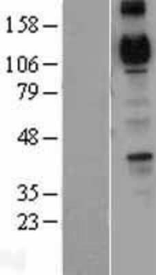 Western Blot Cadherin-4/R-Cadherin Overexpression Lysate