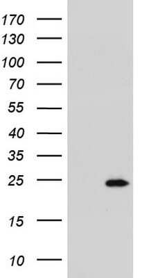 Western Blot: R-Spondin 1 Antibody (OTI11A9) - Azide and BSA Free [NBP2-73948] - Analysis of HEK293T cells were transfected with the pCMV6-ENTRY control (Left lane) or pCMV6-ENTRY R-Spondin 1.