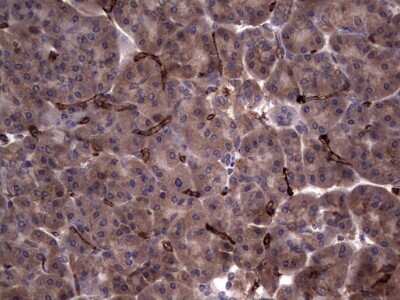 Immunohistochemistry: R-Spondin 3 Antibody (3D5) [NBP2-45637] - Analysis of Human pancreas tissue. (Heat-induced epitope retrieval by 1 mM EDTA in 10mM Tris, pH8.5, 120C for 3min)