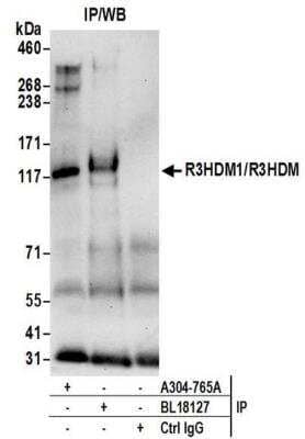 Immunoprecipitation: R3HDM1 Antibody [NBP2-41362] - Samples: Whole cell lysate (0.5 or 1.0 mg per IP reaction; 20% of IP loaded) from 293T cells prepared using NETN lysis buffer. Antibodies: Affinity purified rabbit anti-R3HDM1 antibody NBP2-41362 used for IP at 6 ug per reaction. R3HDM1 was also immunoprecipitated by rabbit anti-R3HDM1 antibody BL18127. For blotting immunoprecipitated R3HDM1, it was used at 1 ug/ml. Detection: Chemiluminescence with an exposure time of 30 seconds.