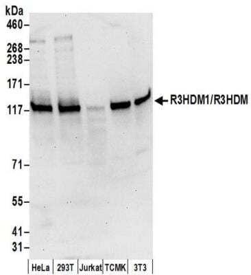 Western Blot: R3HDM1 Antibody [NBP2-41362] - Samples: Whole cell lysate (50 ug) from HeLa, 293T, Jurkat, mouse TCMK-1, and mouse NIH3T3 cells prepared using NETN lysis buffer. Antibody: Affinity purified rabbit anti-R3HDM1 antibody NBP2-41362 used for WB at 0.1 ug/ml. Detection: Chemiluminescence with an exposure time of 30 seconds.