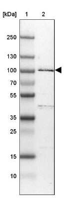 Western Blot: R3HDM2 Antibody [NBP1-81448] - Lane 1: Marker  [kDa] 250, 130, 100, 70, 55, 35, 25, 15, 10.  Lane 2: U-251 MG