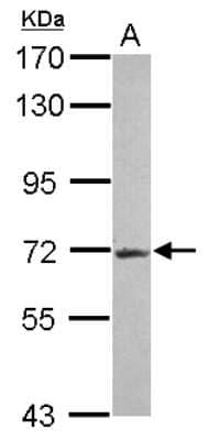 Western Blot: R3HDM2 Antibody [NBP2-20032] - Sample (30 ug of whole cell lysate) A: Jurkat 7. 5% SDS PAGE gel, diluted at 1:1000.