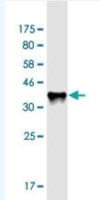 Western Blot: RAB11FIP3 Antibody (6H6) [H00009727-M01-100ug] - Detection against Immunogen (36.74 KDa) .