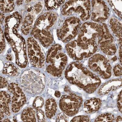 Immunohistochemistry-Paraffin: RAB11FIP3 Antibody [NBP1-83998] - Staining of human kidney shows strong cytoplasmic positivity in cells in tubules.