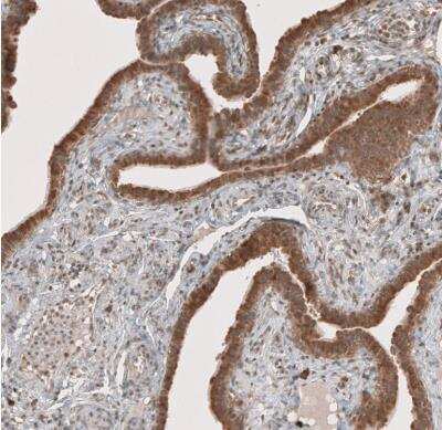 Immunohistochemistry-Paraffin: RAB11FIP3 Antibody [NBP1-84000] - Staining of human fallopian tube shows moderate to strong cytoplasmic positivity in glandular cells.