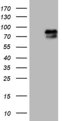 Western Blot: RAB11FIP4 Antibody (OTI13B5) - Azide and BSA Free [NBP2-73764] - Analysis of HEK293T cells were transiently transfected with the pCMV6-ENTRY control (Left lane) or pCMV6-ENTRY RAB11FIP4.