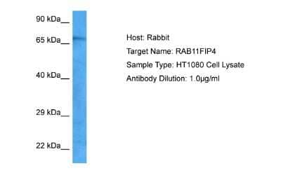 Western Blot: RAB11FIP4 Antibody [NBP2-85569] - Host: Rabbit. Target Name: RAB11FIP4. Sample Tissue: HT1080 Whole Cell lysates. Antibody Dilution: 1.0ug/ml