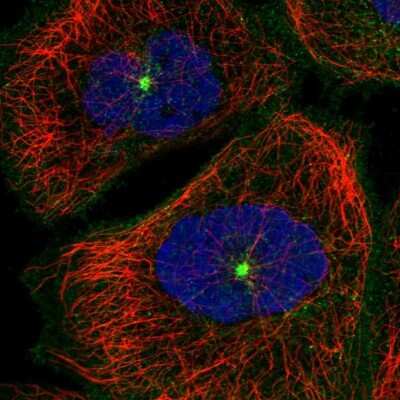 <b>Orthogonal Strategies Validation. </b>Immunocytochemistry/Immunofluorescence: RAB11FIP5 Antibody [NBP2-32662] - Staining of human cell line A-431 shows localization to microtubule organizing center & vesicles. Antibody staining is shown in green.