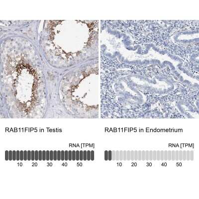 Immunohistochemistry-Paraffin: RAB11FIP5 Antibody [NBP1-81855] - Staining in human testis and endometrium tissues using anti-RAB11FIP5 antibody. Corresponding RAB11FIP5 RNA-seq data are presented for the same tissues.