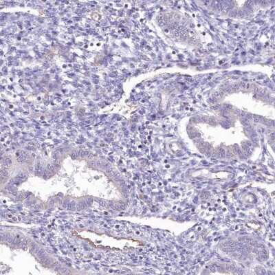 Immunohistochemistry-Paraffin: RAB11FIP5 Antibody [NBP2-32662] - Staining of human endometrium shows low expression as expected.