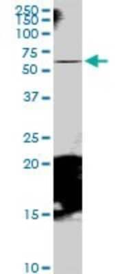 Western Blot: RAB11FIP5 Antibody [H00026056-B01P] - Analysis of RAB11FIP5 expression in HeLa.