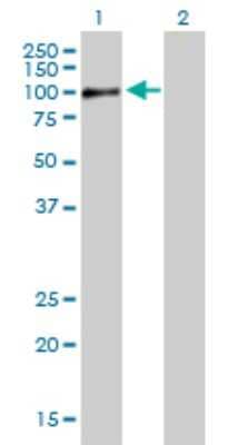 Western Blot: RAB11FIP5 Antibody [H00026056-B01P] - Analysis of RAB11FIP5 expression in transfected 293T cell line by RAB11FIP5 polyclonal antibody.  Lane 1: RAB11FIP5 transfected lysate(71.72 KDa). Lane 2: Non-transfected lysate.