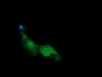 Immunocytochemistry/Immunofluorescence: RAB21 Antibody (OTI6E12) - Azide and BSA Free [NBP2-73769] - Analysis of COS7 cells transiently transfected by pCMV6-ENTRY RAB21.