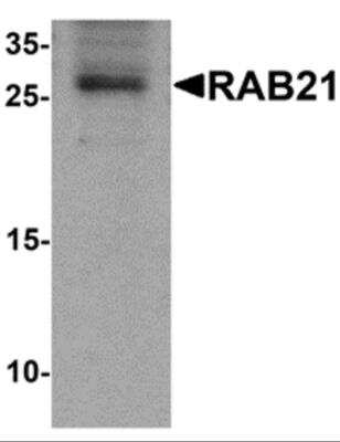 Western Blot: RAB21 Antibody [NBP2-82030] - Analysis of RAB21 in mouse kidney tissue lysate with RAB21 antibody at 1 ug/ml.