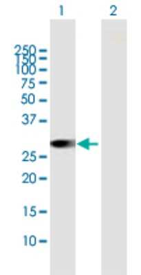Western Blot: RAB23 Antibody [H00051715-B01P] - Analysis of RAB23 expression in transfected 293T cell line by RAB23 polyclonal antibody.  Lane 1: RAB23 transfected lysate(26.18 KDa). Lane 2: Non-transfected lysate.