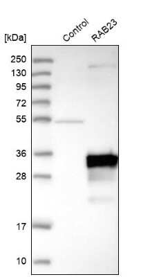 Western Blot: RAB23 Antibody [NBP1-86366] - Analysis in control (vector only transfected HEK293T lysate) and RAB23 over-expression lysate (Co-expressed with a C-terminal myc-DDK tag (3.1 kDa) in mammalian HEK293T cells).