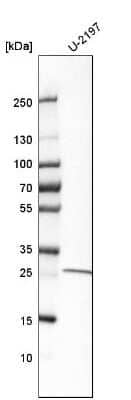 Western Blot: RAB23 Antibody [NBP1-86367] - Analysis in human cell line U-2197.