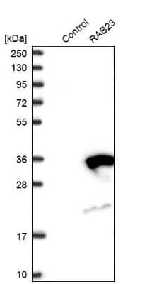 Western Blot: RAB23 Antibody [NBP1-86367] - Analysis in control (vector only transfected HEK293T lysate) and RAB23 over-expression lysate (Co-expressed with a C-terminal myc-DDK tag (3.1 kDa) in mammalian HEK293T cells).