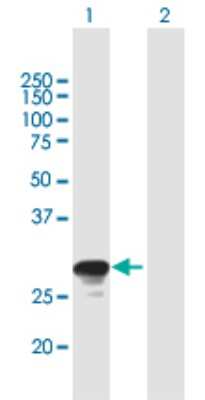 Western Blot: RAB26 Antibody [H00025837-B02P] - Analysis of RAB26 expression in transfected 293T cell line by RAB26 polyclonal antibody.  Lane 1: RAB26 transfected lysate(28.16 KDa). Lane 2: Non-transfected lysate.