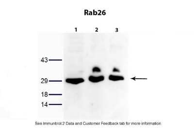 Western Blot RAB26 Antibody