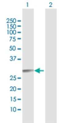 Western Blot: RAB27B Antibody [H00005874-D01P] - Analysis of RAB27B expression in transfected 293T cell line by RAB27B polyclonal antibody.Lane 1: RAB27B transfected lysate(24.09 KDa).Lane 2: Non-transfected lysate.
