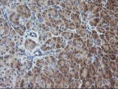 Immunohistochemistry: RAB30 Antibody (OTI3E7) - Azide and BSA Free [NBP2-73771] - Analysis of Human pancreas tissue. (Heat-induced epitope retrieval by 10mM citric buffer, pH6.0, 120C for 3min)