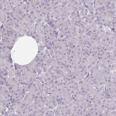 Immunohistochemistry-Paraffin: RAB33A Antibody [NBP2-31793] - Staining of human pancreas shows no positivity in exocrine glandular cells as expected.