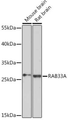 Western Blot RAB33A Antibody - Azide and BSA Free