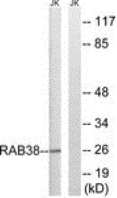 Western Blot: RAB38 Antibody [NBP1-56188] - Analysis of extracts from Jurkat cells, using . The lane on the right is treated with the synthesized peptide.