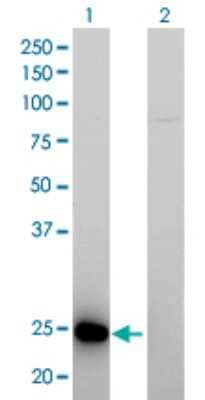 Western Blot: RAB39B Antibody (1E11) [H00116442-M01] - Analysis of RAB39B expression in transfected 293T cell line by RAB39B monoclonal antibody (M01), clone 1E11.Lane 1: RAB39B transfected lysate(25 KDa).Lane 2: Non-transfected lysate.
