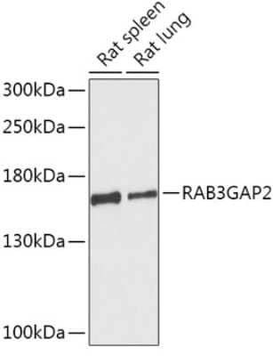 Western Blot: RAB3GAP2 Antibody [NBP2-93097] - Analysis of extracts of various cell lines, using RAB3GAP2 at 1:1000 dilution. Secondary antibody: HRP Goat Anti-Rabbit IgG (H+L) at 1:10000 dilution. Lysates/proteins: 25ug per lane. Blocking buffer: 3% nonfat dry milk in TBST. Detection: ECL Basic Kit . Exposure time: 90s.