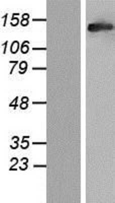 Western Blot: RAB3GAP2 Overexpression Lysate (Adult Normal) [NBP2-07447] Left-Empty vector transfected control cell lysate (HEK293 cell lysate); Right -Over-expression Lysate for RAB3GAP2.