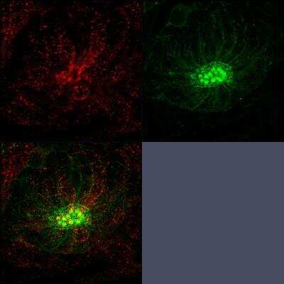 Chromatin Immunoprecipitation: RAB3IP Antibody [H00117177-B01P] - 5dpf neuromast immunostained for Rab3IP (red) and counterstained with phalloidin (green). Image courtesy of customer.