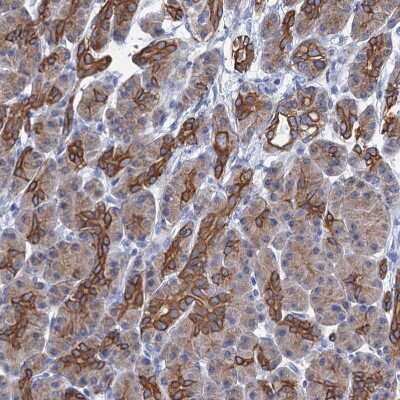 Immunohistochemistry-Paraffin: RAB3IP Antibody [NBP1-92309] - Staining of human pancreas shows strong cytoplasmic positivity in pancreatic ductal cells.