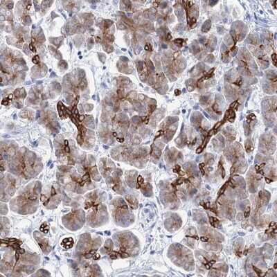 Immunohistochemistry-Paraffin: RAB3IP Antibody [NBP1-92309] - Staining of human pancreas shows strong cytoplasmic and membranous positivity in exocrine glandular cells.