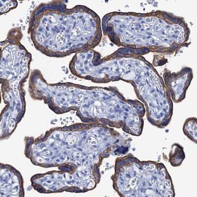 Immunohistochemistry-Paraffin: RAB3IP Antibody [NBP1-92309] - Staining of human placenta shows strong membranous and cytoplasmic positivity in trophoblastic cells.