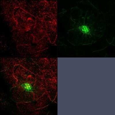 Immunocytochemistry/Immunofluorescence: RAB3IP Antibody (OTI5F2) - Azide and BSA Free [NBP2-73775] - Zebrafish neuromast stained for Rab3IP (red) and counterstained with phalloidin (green). Image courtesy of customer.